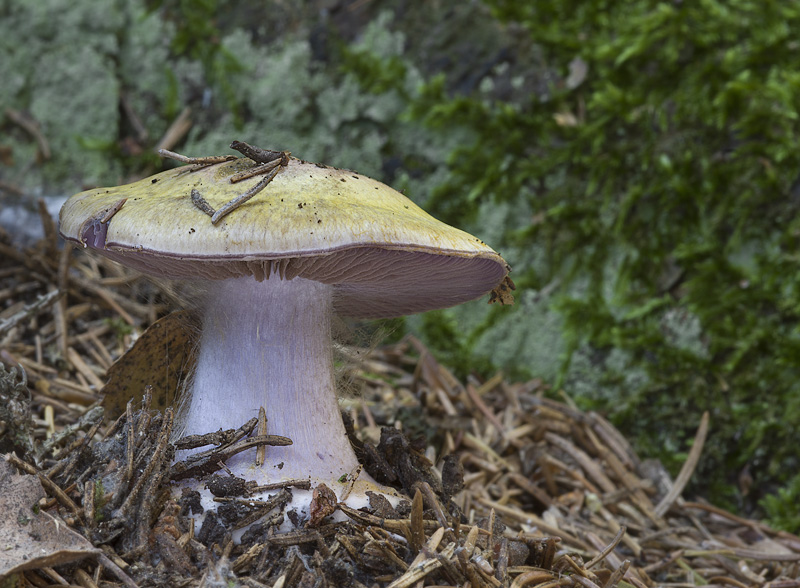 Cortinarius aureopulverulentus